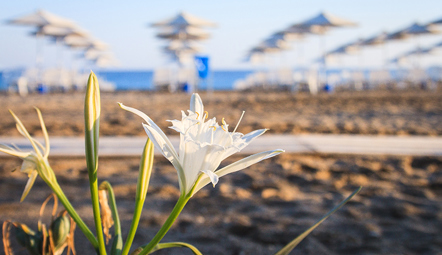 Sea Daffodil: The Protected Sand Lily