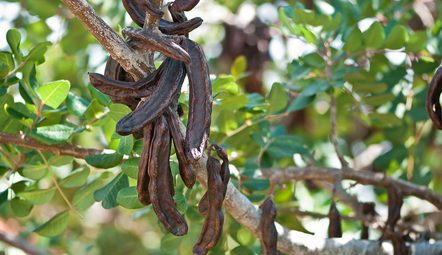 Carob: Crete’s unknown superfood