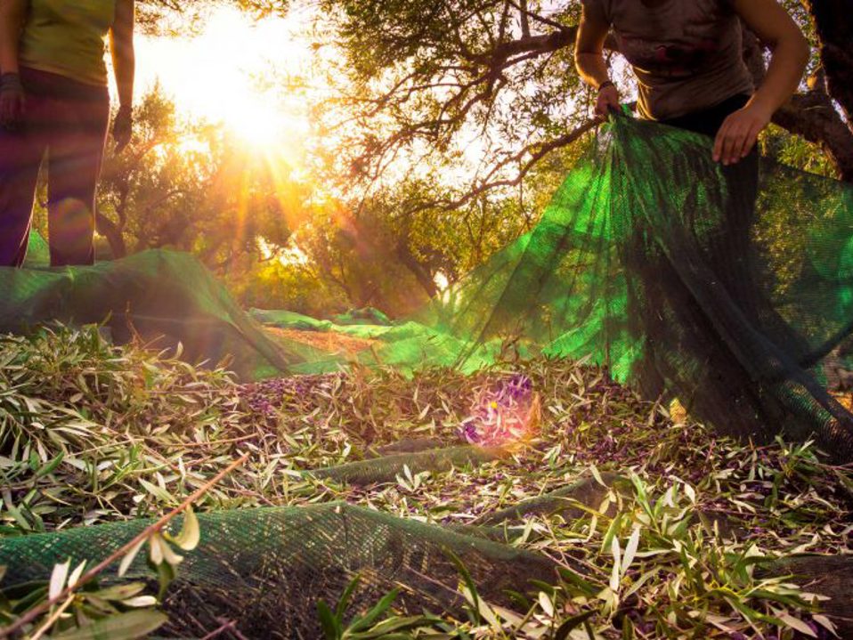 Cretan Olive Harvest and a History of Olive Oil