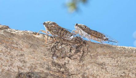 Cicadas – the shrill sound of summer