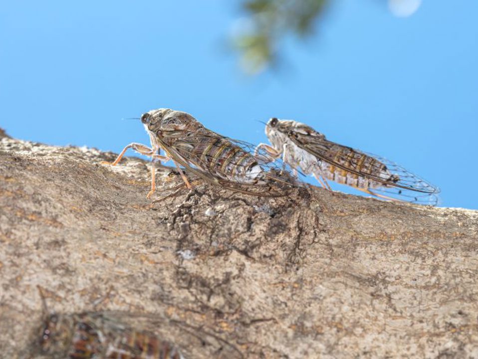 Cicadas – the shrill sound of summer