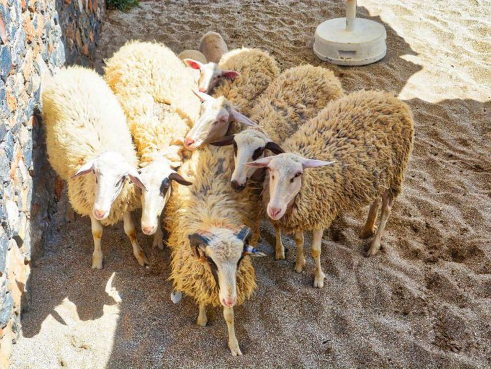 We Do Local: Traditional Sheep Shearing at Creta Maris Resort