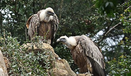 Vultures & wild birds of Crete