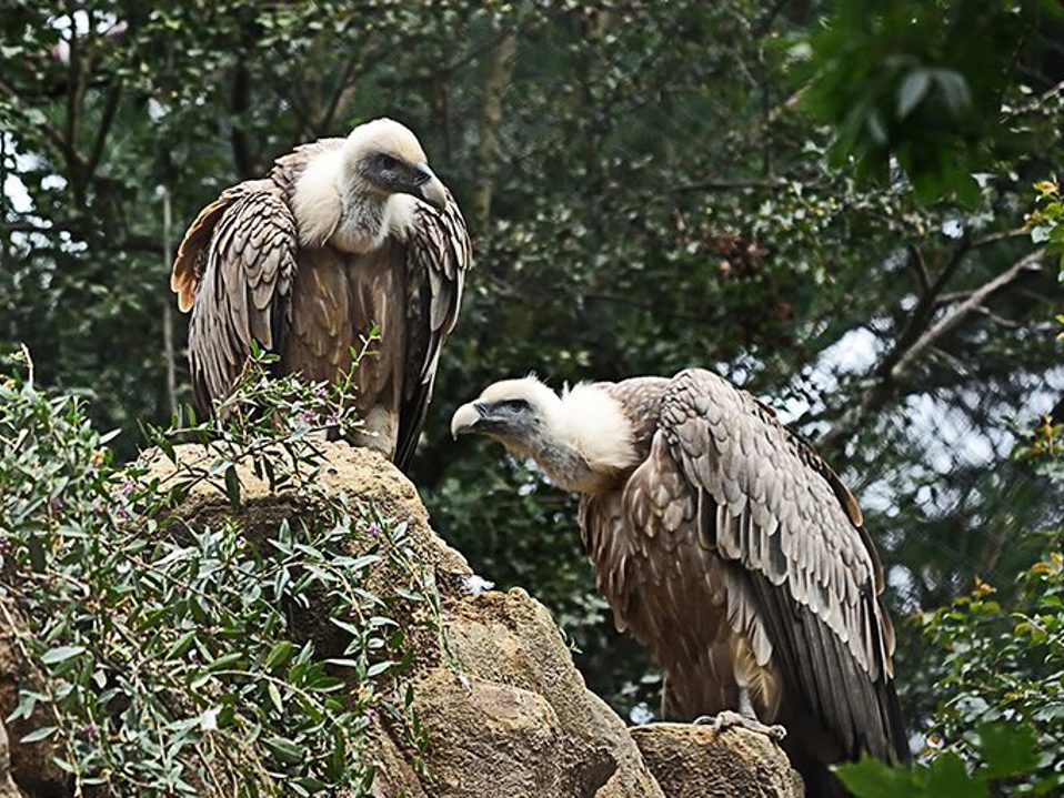 Vultures & wild birds of Crete